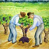 marcucci farmers illustration