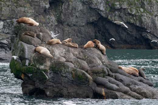 stellar sea lions image